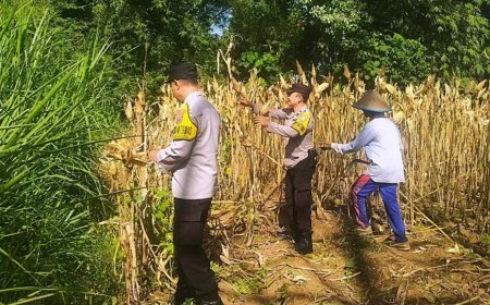 Panen Jagung, Polresta Malang Kota Perkuat Ketahanan Pangan Bersama Petani Kedungkandang