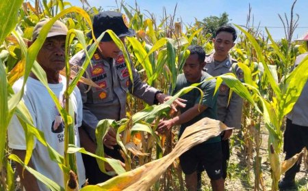 Polresta Sidoarjo Gelorakan Swasembada Pangan Dampingi Warga Tani Kelola Jagung Hibrida