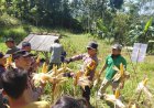 Polres Pacitan Genjot Produktivitas Jagung di Bandar, Dampingi Petani dan Evaluasi Kualitas Benih