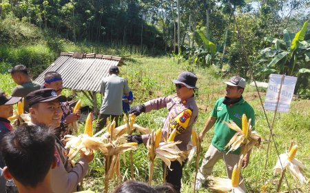 Polres Pacitan Genjot Produktivitas Jagung di Bandar, Dampingi Petani dan Evaluasi Kualitas Benih