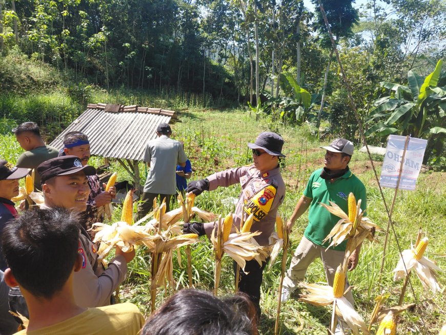 Polres Pacitan Genjot Produktivitas Jagung di Bandar, Dampingi Petani dan Evaluasi Kualitas Benih