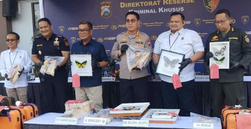 Ditreskrimsus Polda Jatim Gagalkan Penyelundupan Gading Gajah - Kupu-Kupu -  Benih Lobster