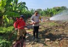 Hadapi Kemarau, Polres Pelabuhan Tanjungperak Siram Lahan Jagung Ketahanan Pangan